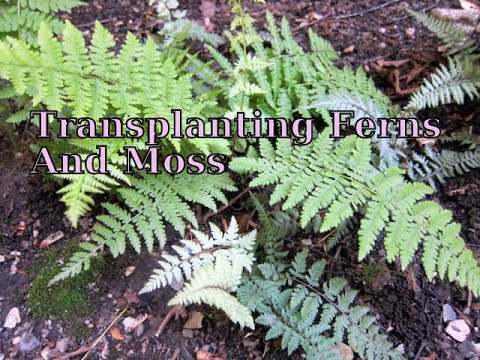 Transplanting Ferns Is EASY