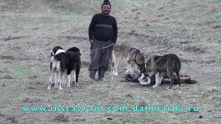 Атака на человека - Аборигенные САО Таджикистна саги дахмарда из селения Дарг