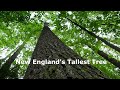 New England's Tallest Tree
