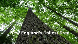 New England's Tallest Tree