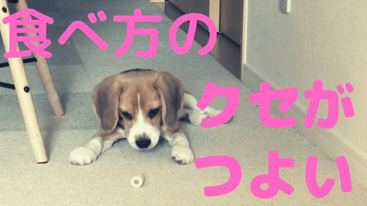 【ビーグル🐶セブ】ちくわの食べ方が分からない子犬 YouTube