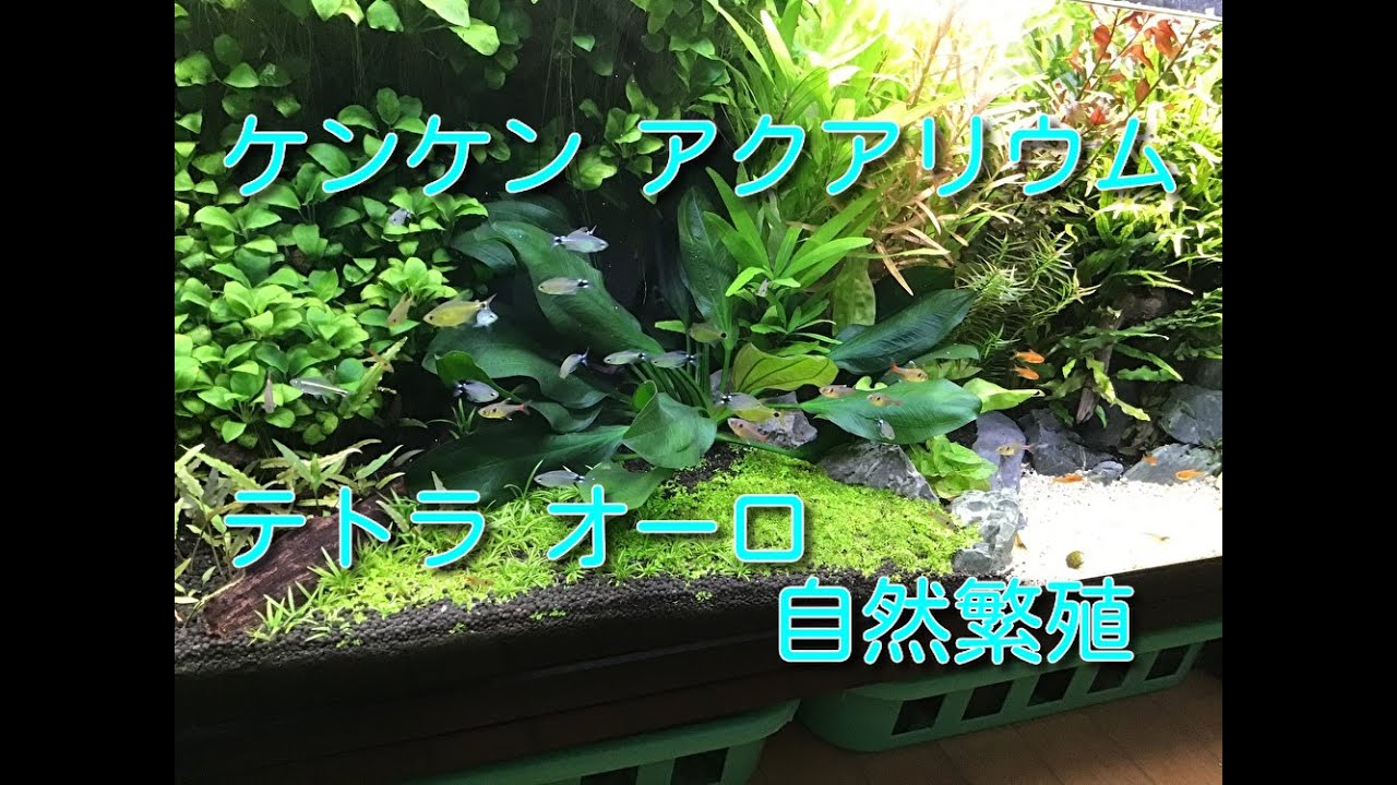 ケンケン アクアリウム テトラ オーロ自然繁殖 Recommended Videos For Aquarium Lovers Youtube