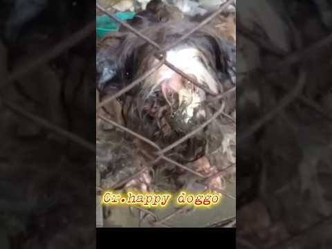 ขอให้กรรมตามทันเร็วๆ😭 #dog #กดติดตาม #share #shorts