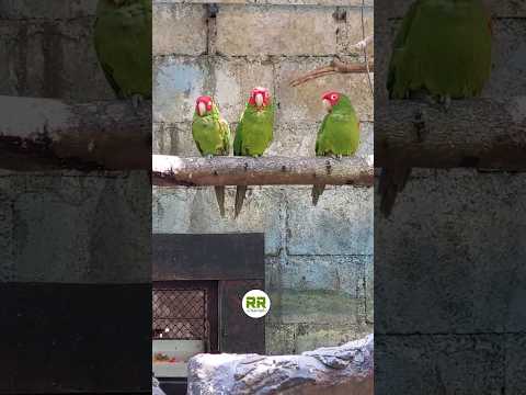 Red Masked Conure