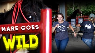 Mare Goes Wild  Horse Shelter Heroes S3E18