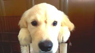 【日常】家族に慣れていくゴールデンレトリバーの「ミライ」#goldenretriever #ゴールデンレトリバー by 【SO CUTE】PLUSH FUNNY SHORT MOVIE 812 views 7 months ago 3 minutes, 4 seconds