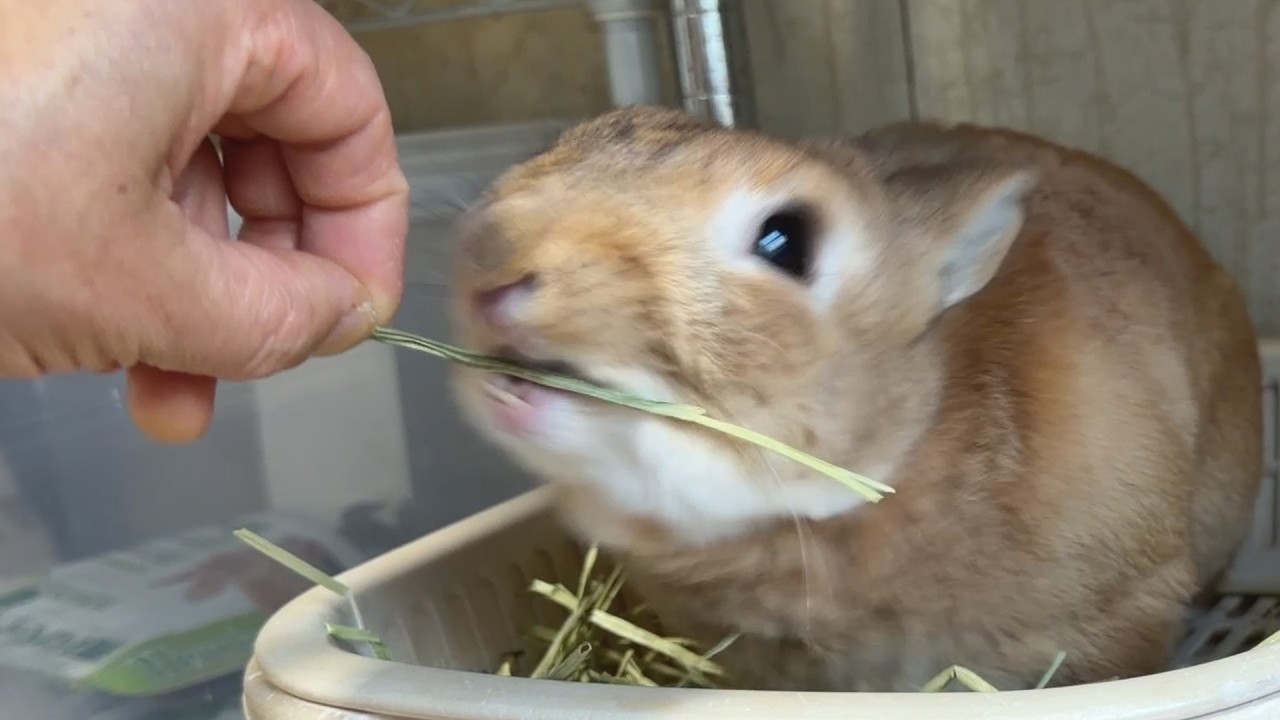 A rabbit gives a stern warning to its owner for touching the hay