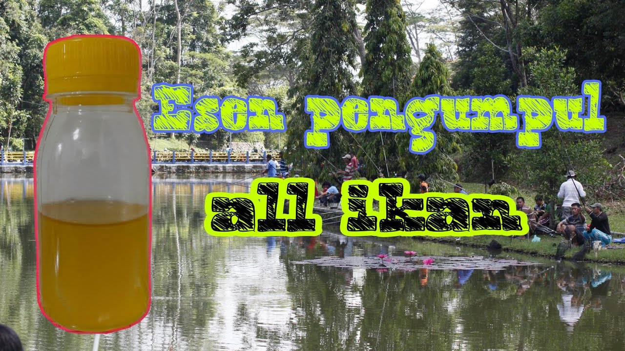 ESEN PENGGUMPUL IKAN DI LAPAK.