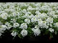 alyssum  -  Sweet carpet of Snow