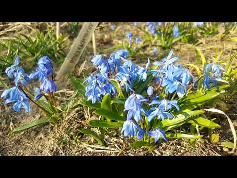 Video: Sibir Scilla: təsvir, əkin, qulluq, fotoşəkil