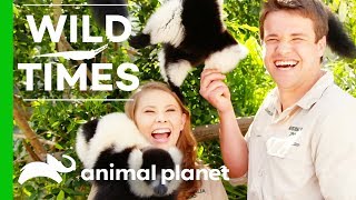 Bindi and Chandler Meet Three Curious Lemur Brothers! | Wild Times