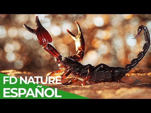 Defensas Salvajes | Episodio 4: Veneno Letal | Free Documentary Nature - Español