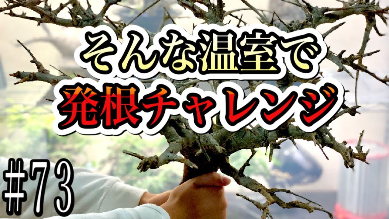 「塊根植物/コーデックス」ネグレクタPart４　そんな温室で発根管理チャレンジ