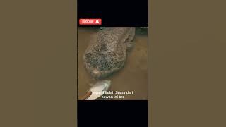 suara Salamander raksasa#shortsvideo #hewanunik