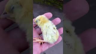 We Brought A Dead Chick Back To Life
