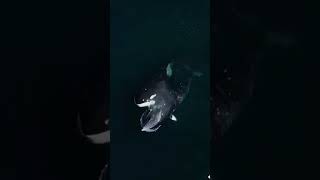 orca pod #orca #youtubeshorts #shortsvideo