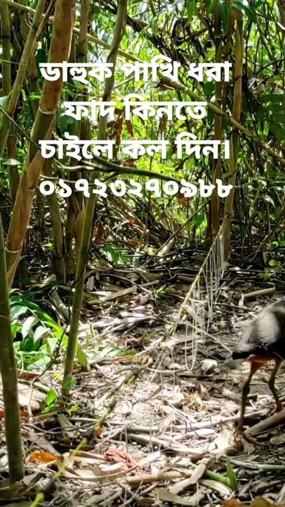 ruak ruak Bird trap easy.waterhen bird trap handing.