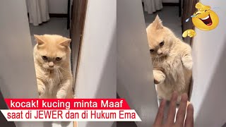 Cats like to be massaged to the point of apologizing when Ema is ANGRY/compilation of funny cats/ by Cat Tara 4,200 views 2 days ago 8 minutes, 26 seconds