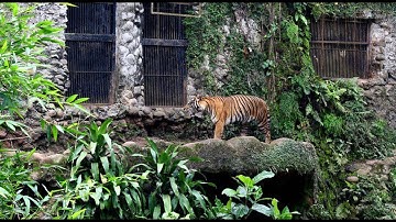 Jakpost guide to Ragunan Zoo