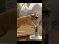 Catvengers: Training Day #9 | “I Rate That Jump… 0.” 😹#catvengers  #funnycats #marvel #shorts #fails