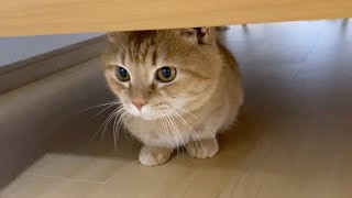 【衝撃】ママの『ペット用ロボット』操縦スキルが絶望的すぎる（外出先からの遠隔操作）-Pet robots and cats.-