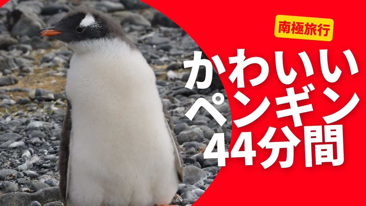 作業用ペンギン ひたすらかわいい南極ペンギン 44分間 Youtube
