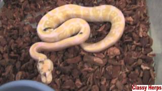 2012 Reptile Expo Pickups-ClassyHerps