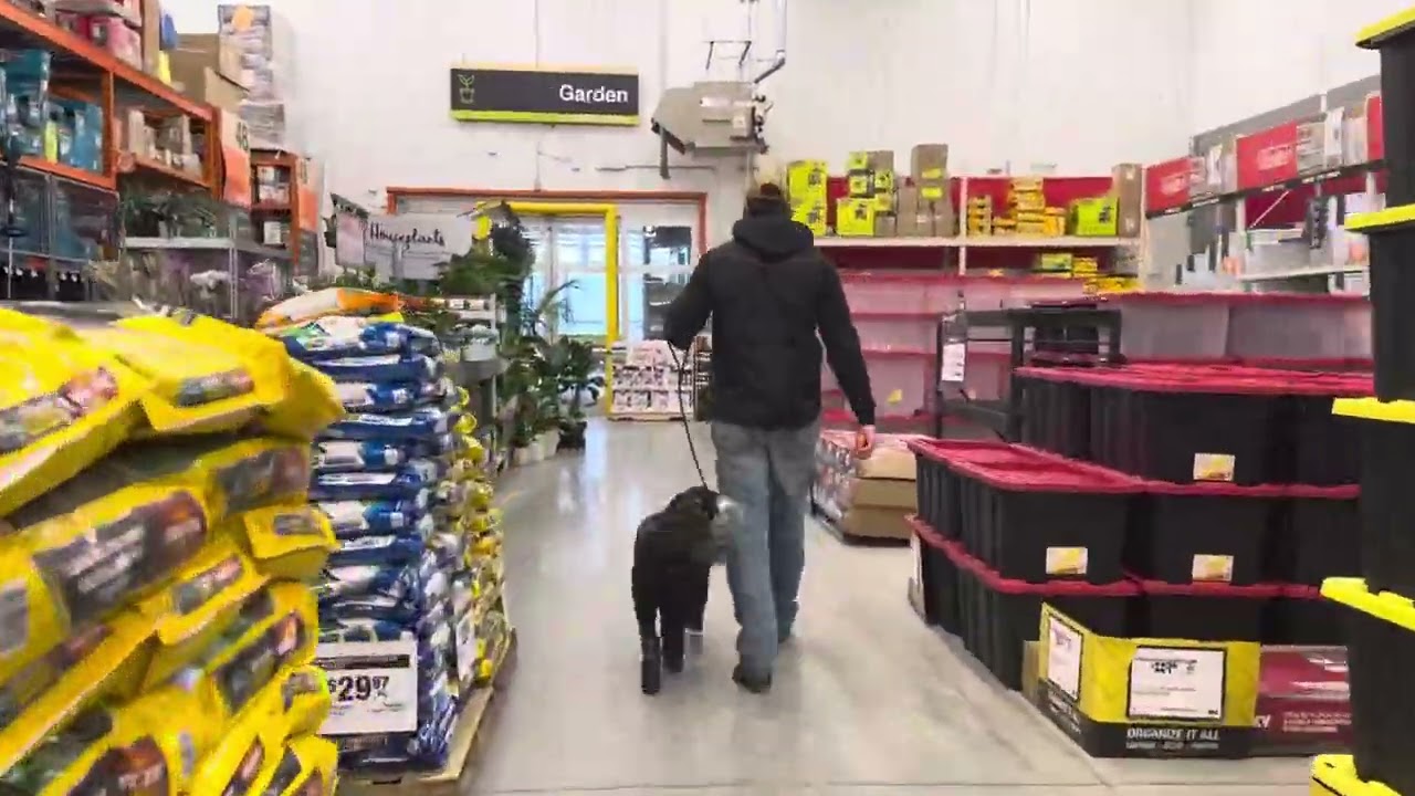 Best Dog Training, Toledo Ohio! 1.5 Year Old Portuguese Water Dog, Maggie!