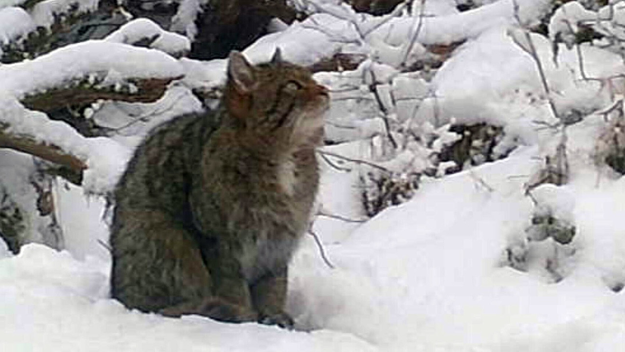 Europäische Wildkatze Kater Wartet Auf Katze Freilandaufnahme Eifel Bei Dohr 1122017