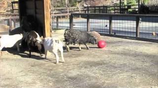 Animal Enrichment : Part I