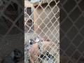 Cute Bulbul with Babies 🐦❤️ | Mother Bird Caring Moments | Birds Empire PK #Shorts#Bulbul #Baby
