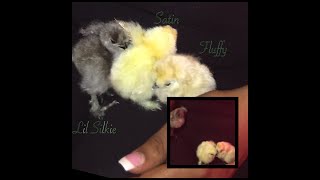 RAISING CHICKENS| PURCHASING/SEXING BABY SILKIES AND SETTING UP THE BROODER!!