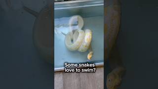 Celebrity Giant Snake LOVES To Swim ❤️🐍#shorts #python Wealth