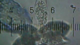 20100711_211102_EuglenaCluster.avi