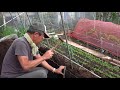 菜園だより180409波板畝解体・トマト植え