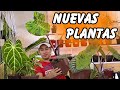 NUEVAS Plantas De Interior DIVINAS || El Anturio esta de Locos !!