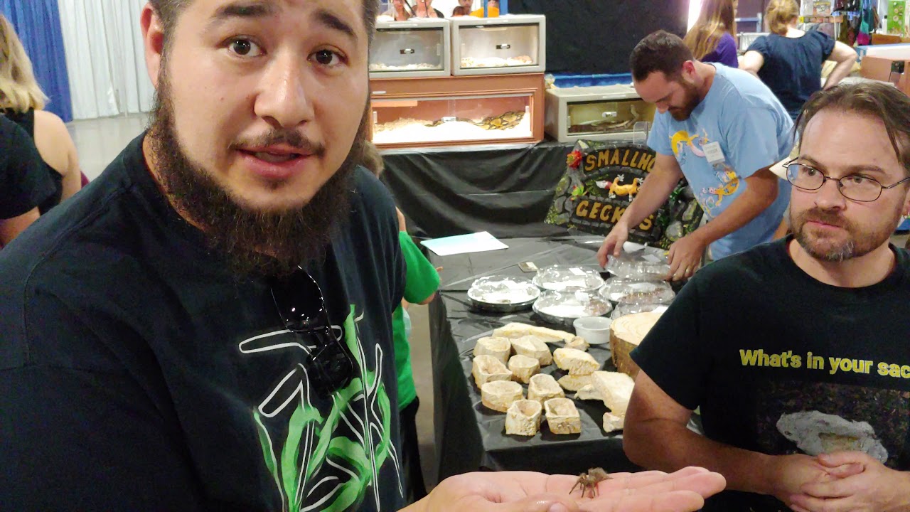 Deen's Tarantulas Chico Reptile Show