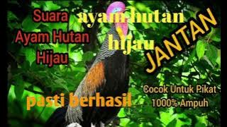 suara pikat ayam hutan hijau