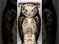 The insane eye bones inside an Owl's skull 🦉💀 #owl #osteology #morbidcuriosity #timelapse #anatomy