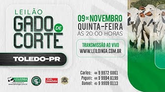 4º LEILÃO DA CONQUISTA – GADO DE CORTE- GUARANIAÇU-PR – LeiloIngá