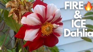 🔥FIRE & ICE Dahlia Varieties Pt. 2| ( More & more blooms) Red Labyrinth, Hydrangeas …