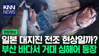 부산 바다서 '거대 심해어' 돗돔 등장, 무슨 일? / KNN