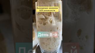 Выведение закваски 50% влажности. День 8-й