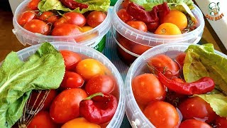 ТЕПЕРЬ ЭТИ КВАШЕНЫЕ ПОМИДОРЫ С САХАРОМ БУДЕТЕ ДЕЛАТЬ ПОСТОЯННО.🍅