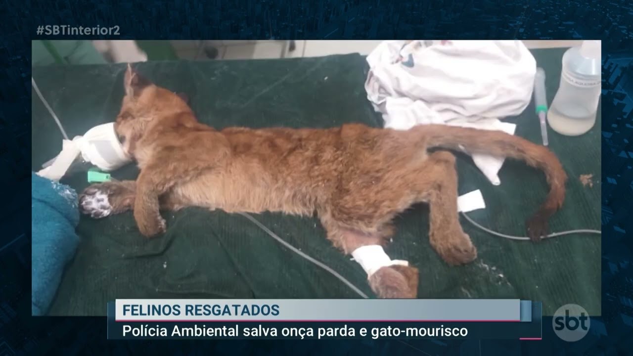 Dog Frango' prensado mais famoso do Brasil chega em Marília • Marília  Notícia