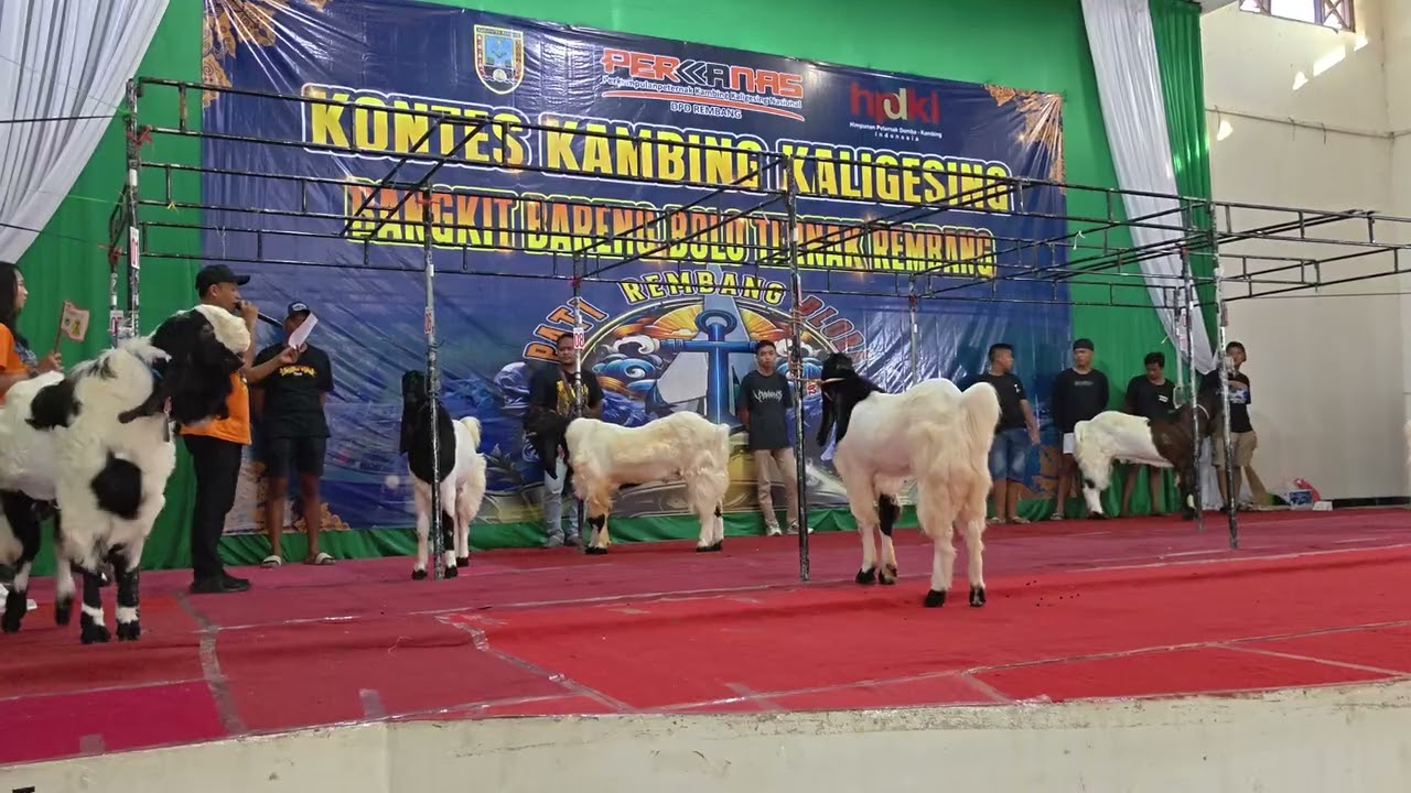 KAMBING PETAK MAMPU MENJUARAI KONTES🔥 JIMAT