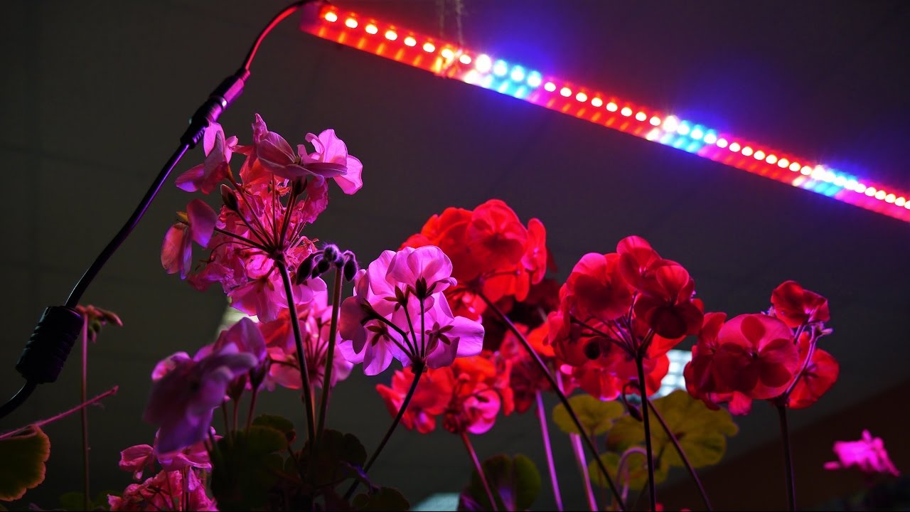 Фитолампа солнце дома купить. Фитолампа gr14. Фитолампа gr14 655mm. Подсветка для цветов. Светодиоды для растений.