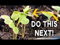 What to do when seeds have grown  gardening for beginners  seedlings 101