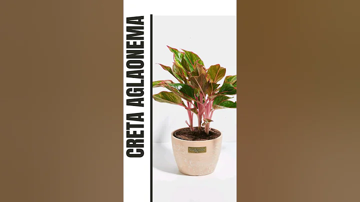 🪴Most Popular Aglaonema Plants For Indoor #shorts #aglonema #aglaonemavarieties #indoorplants