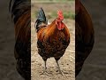 Peer pressuring a rooster to COCK-A-DOODLE-DOO! 🐓😂